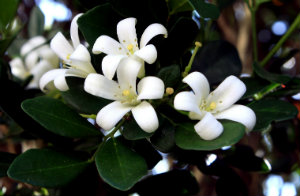 Jasmine helps to improve indoor air quality